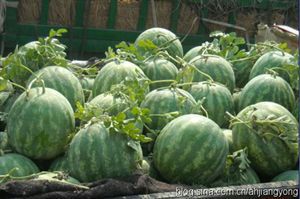 无籽西瓜山东滨州惠民县_批发_供应-一亩田农