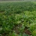 大叶菠菜10~15厘米