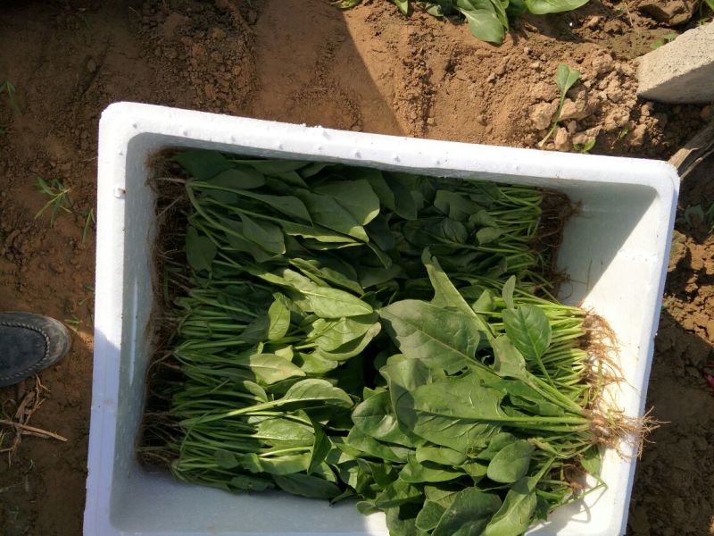 大叶菠菜25~30厘米