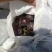 精品沪太葡萄大量上市，串行好，口感超甜
