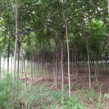 黄山栾树8~10cm6~8cm2.5~3米