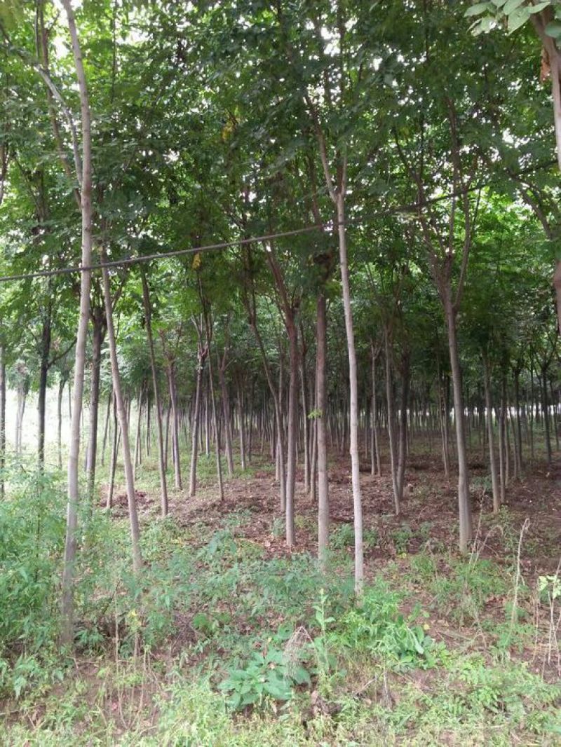 黄山栾树8~10cm6~8cm2.5~3米