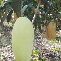 金煌芒