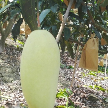 金煌芒