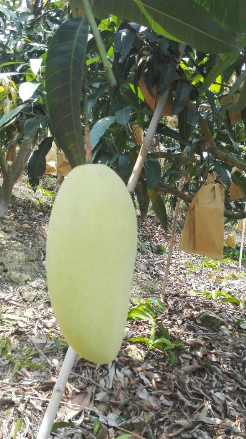 金煌芒