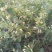 金银花树苗