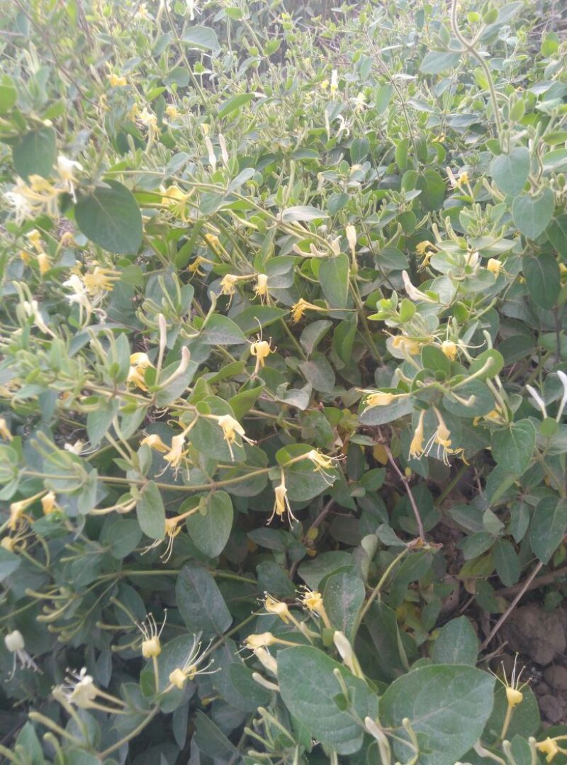 金银花树苗