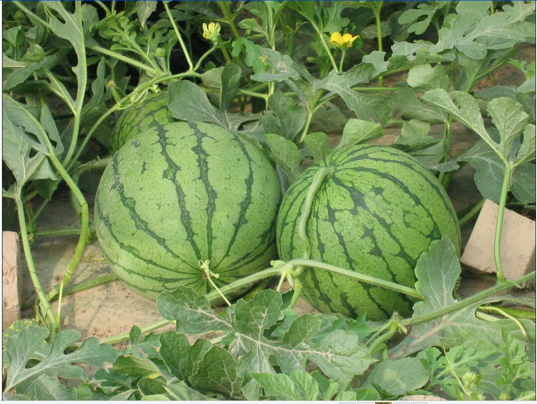 8424西瓜湖南岳阳市君山区_批发_供应-一亩田