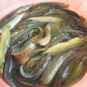 胡子鲶食用