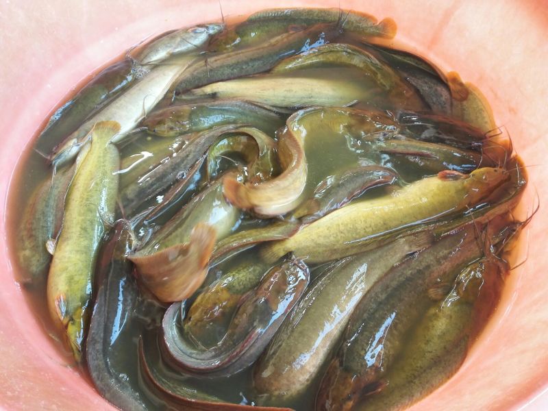 胡子鲶食用