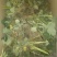 甜宝草莓苗10cm以下10~20cm20~30cm