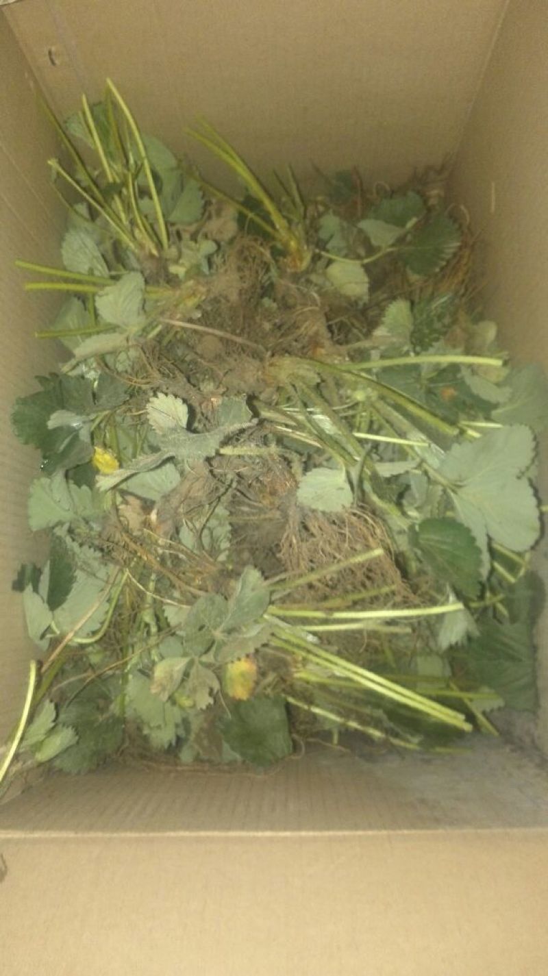 甜宝草莓苗10cm以下10~20cm20~30cm