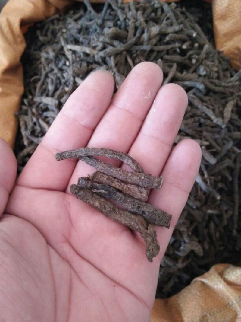 仙茅