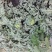 京欣西瓜10斤打底9成熟1茬