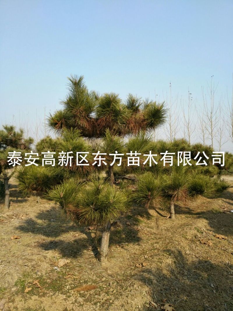造型松14公分