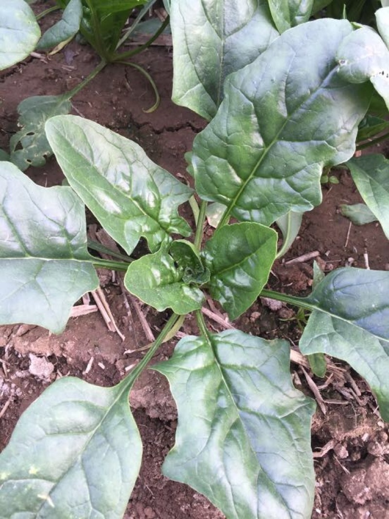 黑叶菠菜