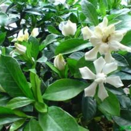 惠州东景农贸黄栀子批发_艳芳供应_一亩田农