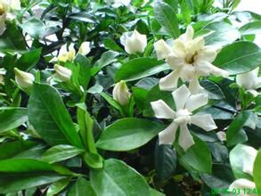 惠州东景农贸黄栀子批发_艳芳供应_一亩田农