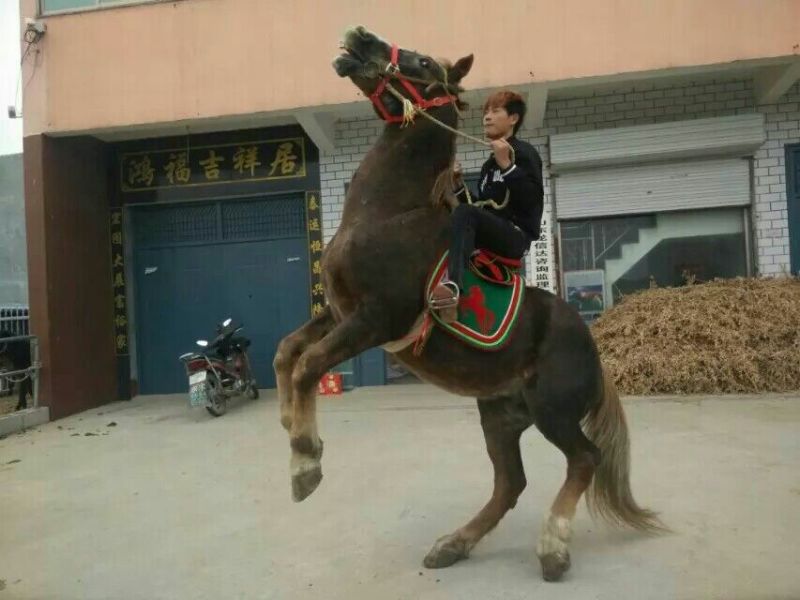 半血马