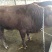 西门塔尔牛犊100~200kg