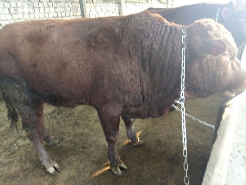 西门塔尔牛犊100~200kg