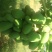 木瓜0.5~1斤