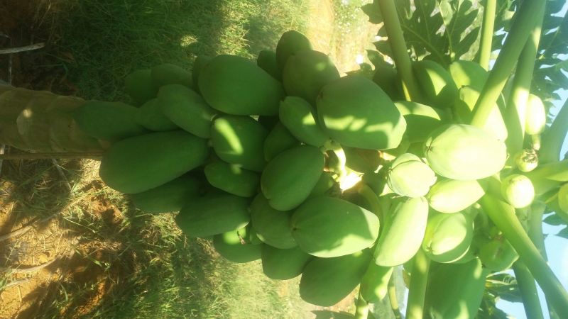 木瓜0.5~1斤