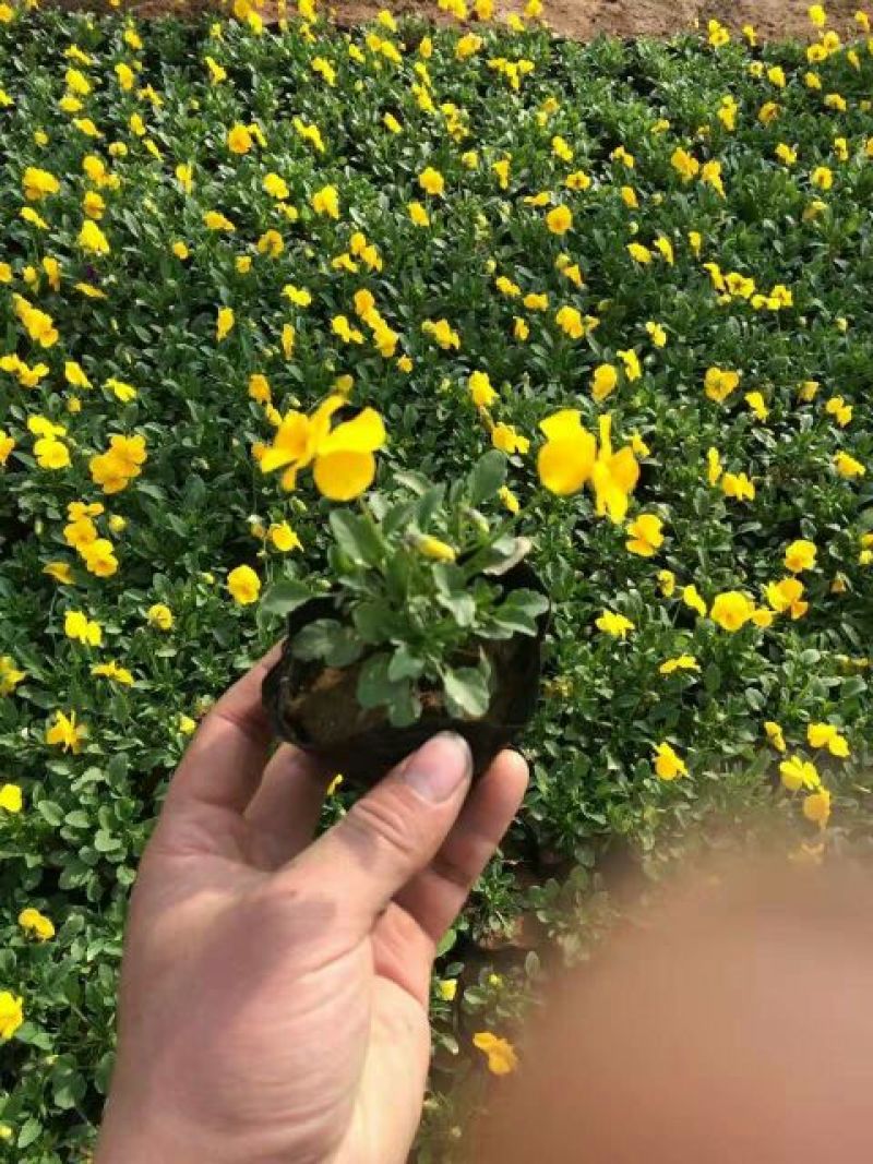 三色堇种苗山东三色堇种植基地三色堇盆栽苗三色堇盆苗