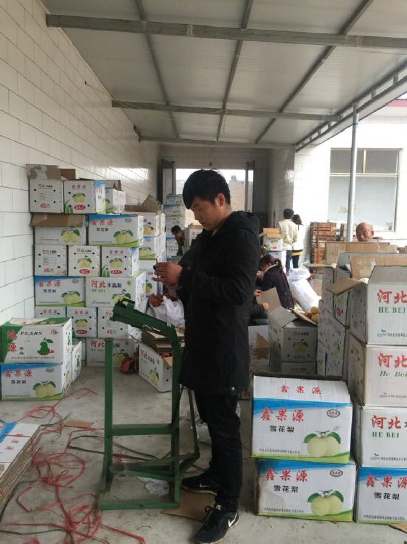 雪花梨纸袋300~350g山西雪花梨基地大量上市口感