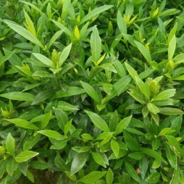小叶栀子苗10~20cm20~30cm