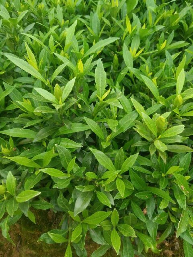 小叶栀子苗10~20cm20~30cm