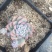 多肉植物