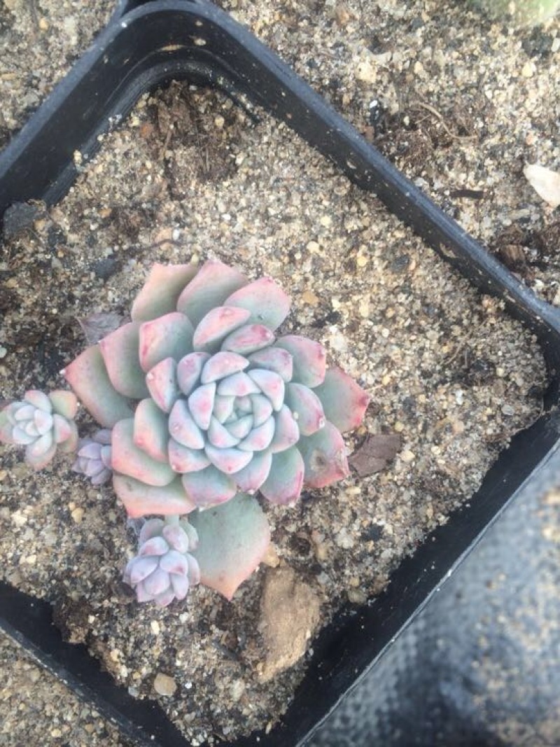 多肉植物