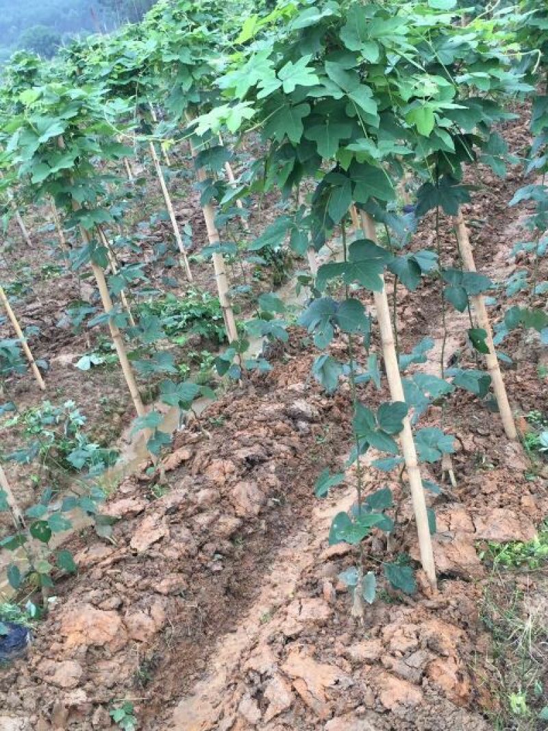 葛根苗种子种段广西高产无渣粉葛根种苗产地直供包成活