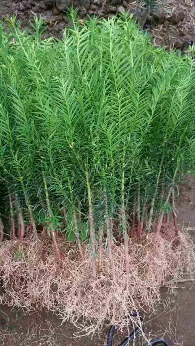 东北红豆杉苗10~20cm