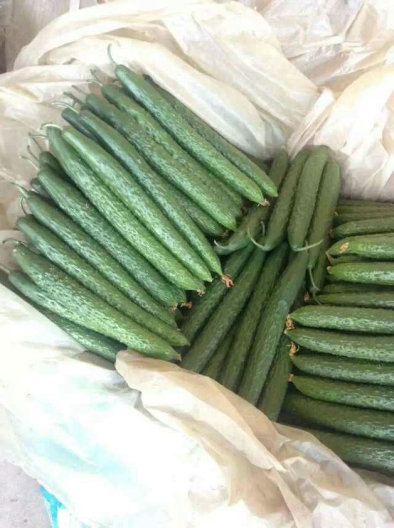 黄瓜❤青瓜️优质黄瓜❤️产地直供量大从优