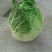 黄心白菜4~6斤净菜
