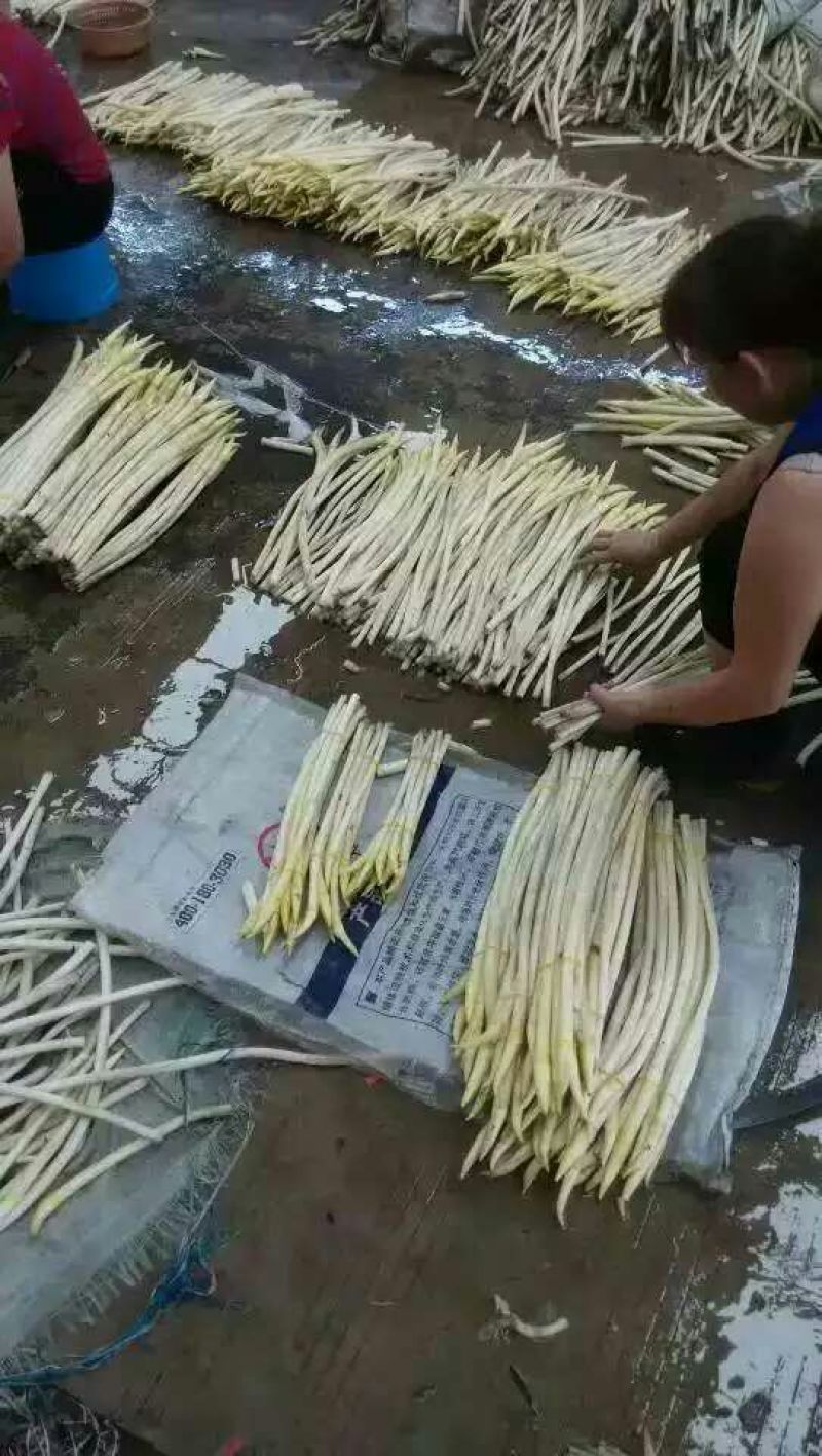 藕带