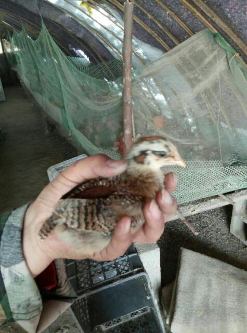 土鸡苗