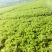 西芹55cm以上