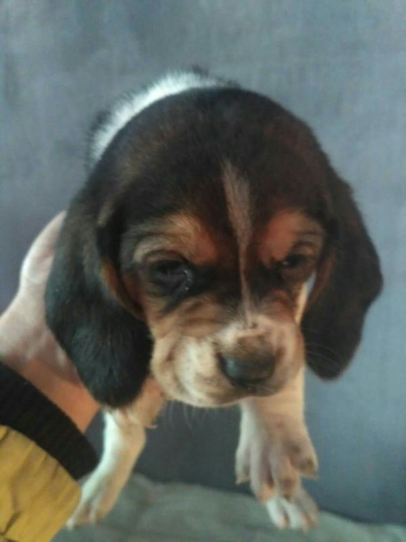 比格犬母