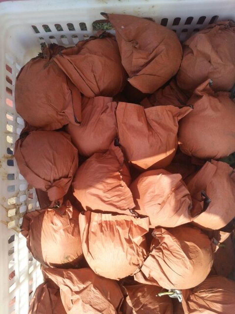 皇冠梨550~600g纸箱