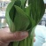上海青四季种植小油菜1两以上青梗，小棵，中棵。发往全国