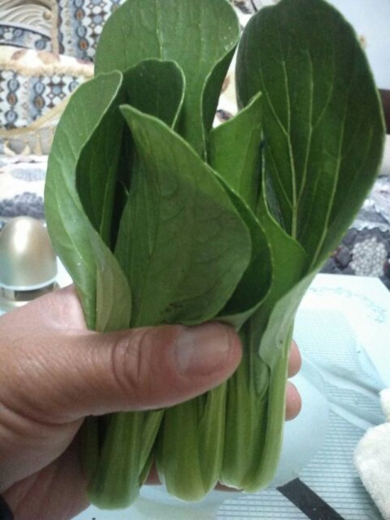 上海青四季种植小油菜1两以上青梗，小棵，中棵。发往全国