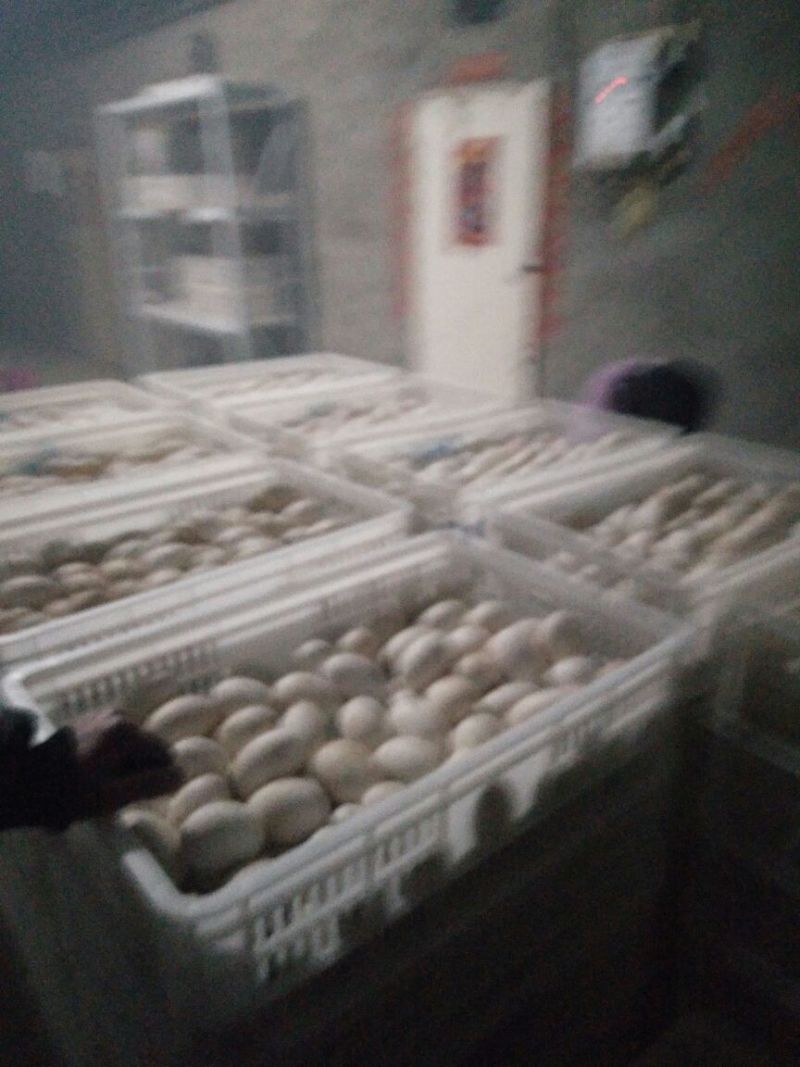 三花鹅苗250g以下