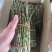 铁皮石斛盆花