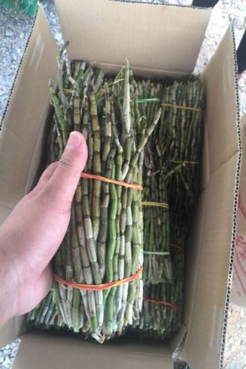 铁皮石斛盆花
