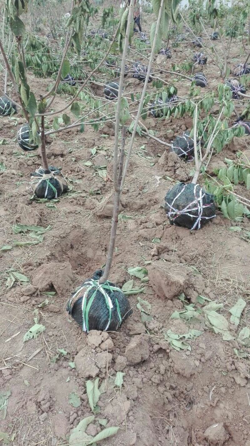 葡萄树30~50cm