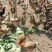 土鸡蛋食用50g以下
