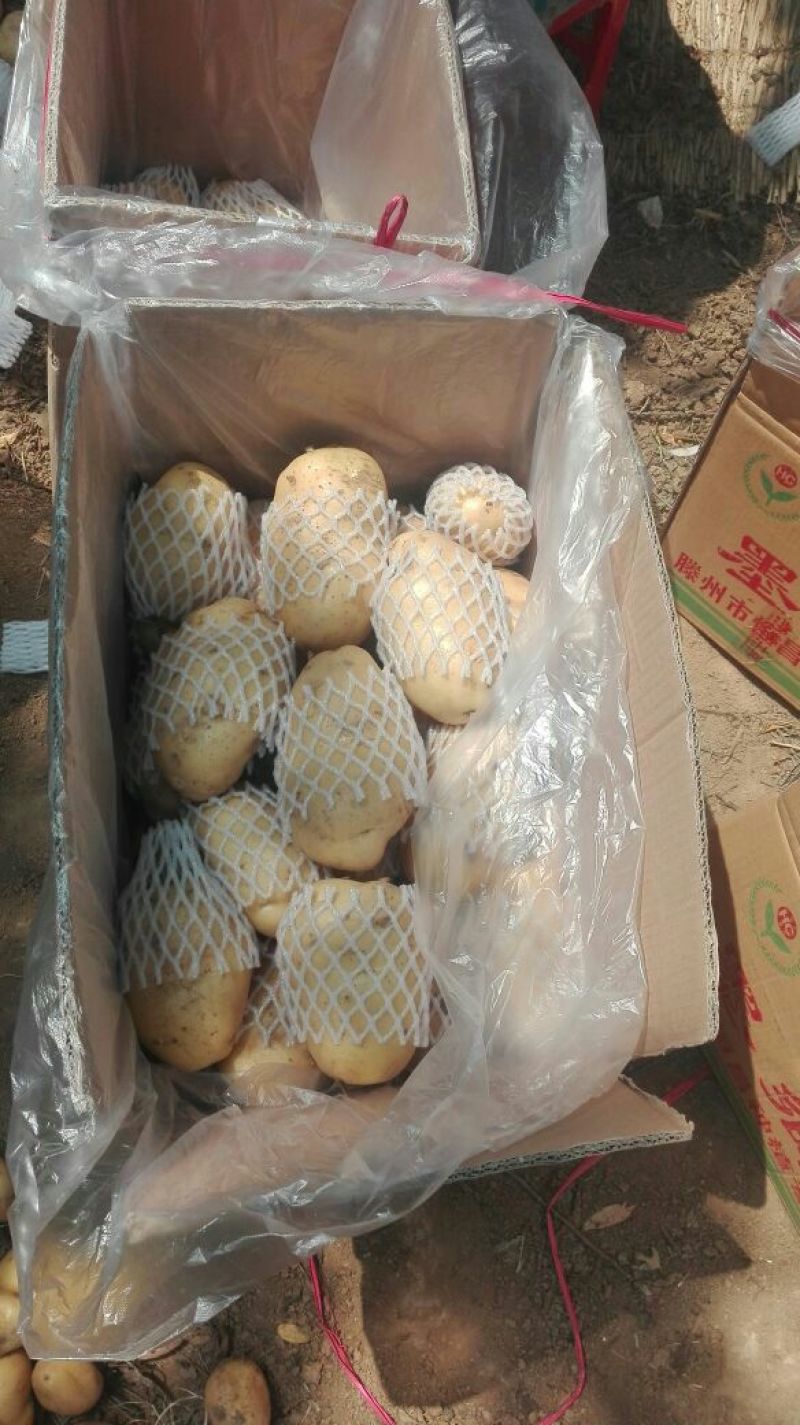 荷兰十五土豆2两以上装箱套网